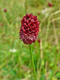 Punaluppion (Sanguisorba officinalis) tähkämäinen kukinto.