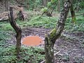 Wild boar wallow, Alsenborn, Germany