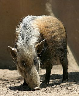 A Potamochoerus larvatus koiropotamus alfajbeli példány