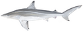 Spinner shark (Carcharhinus brevipinna)