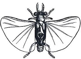 Macho de um Strepsiptera; mostrando as estruturas (halteres) que são suas asas dianteiras, logo abaixo das pernas anteriores. As pernas medianas estão embaixo das asas posteriores, extremamente desenvolvidas, e não estão ilustradas.