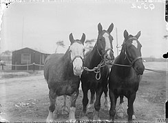 The Royal Army Veterinary Corps on the Western Front, 1914-1918. Q562.jpg
