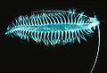Tomopteris és un gènere de poliquets marins planctònics
