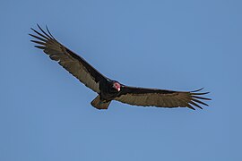 Turkey vulture (Cathartes aura) in flight