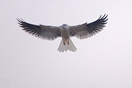 White-tailed kite