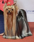 Thumbnail for Yorkshire Terrier