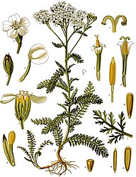 Achillea millefolium L.