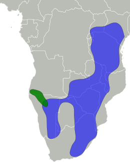 Elterjedési területe (a zöld az A. m. petersié és a kék az A. m. melampusé)