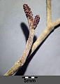 Female catkins