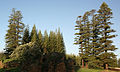 In habitat on Norfolk Island