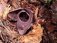 Asarum megacalyx