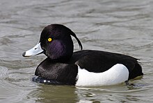 Aythya-fuligula Tufted-Duck.jpg