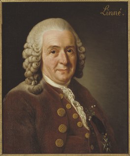 Carolus Linnaeus, skildere troch Alexander Roslin, 1775.