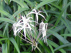 Crinum purpurascens0.jpg