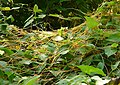 Cuscuta spec., Jardín de the Gods Wilderness, Shawnee National Forest, Illinois, EE.UU., 2000