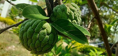 Custard apple tree.jpg