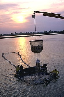 Photo of dripping, cup-shaped net, approximately 6 pies (1,8 m) in diameter and equally tall, half full of fish, suspended from crane boom, with 4 workers on and around larger, ring-shaped structure in water.