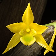 Dendrobium trigonopus