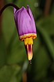   Dodecatheon pulchellum