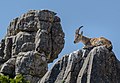 28 Spanish ibex (Capra pyrenaica hispanica) at rocks in El Torcal, Andalusia uploaded by Tuxyso, nominated by Tuxyso