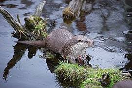 European otter 02.jpg