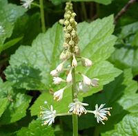 Saxifraga