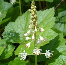 Foamflower