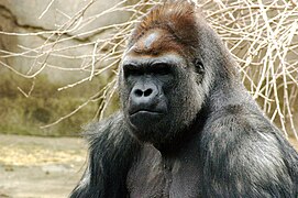 Gorila occidental (Gorilla gorilla)