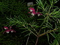 Miniatura para Grevillea rosmarinifolia