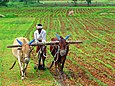 India Farming