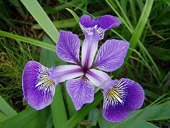 Iris (en la foto Iris versicolor). 3 construcciones bilabiadas formadas por una rama del estilo petaloidea como labio dorsal y un tépalo externo como labio ventral, que encierran un estambre y el estigma, escondido en la construcción bilabiada hacia el final de la rama estilar. Alternados a las construcciones bilabiadas los 3 tépalos internos. Como en toda la familia de las iridáceas, falta el verticilo de estambres interno.