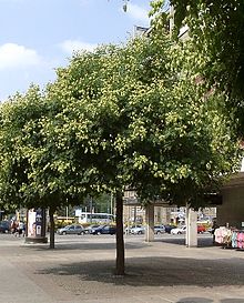 Koelreuteria-paniculata.jpg