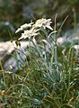 Эдельвейс (Leontopodium alpinum)