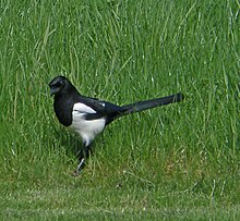 Magpie 116 365 (39907181100).jpg