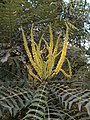 Mahonia lomariifolia