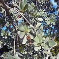 Detail - leaves and fruit