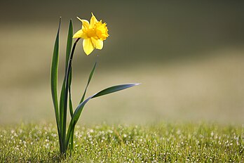 Un narcisse jaune (Narcissus pseudonarcissus). (définition réelle 4 146 × 2 764)