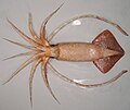 Image 88A female warty squid (Moroteuthis ingens) (from Southern Ocean)