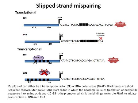 Phase variation slipped strand mispairing