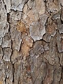 bark