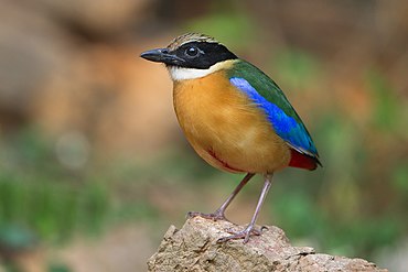 Blue-winged pitta