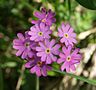 Primula farinosa flores.