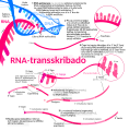 RNA transcription (Esperanto)