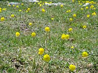 Ranunculus bupleuroides