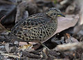 Red-backed buttonquail