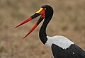 Hembra de Jabirú africano en el Masái Mara, Kenia.