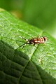 Orchesella flavescens