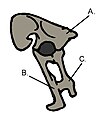 Becken eines Therizinosauriers; A = Ilium, B = Schambein, C = Sitzbein