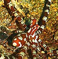 Nahaufnahme des Wunderpus