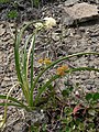 Zigadenus venenosus